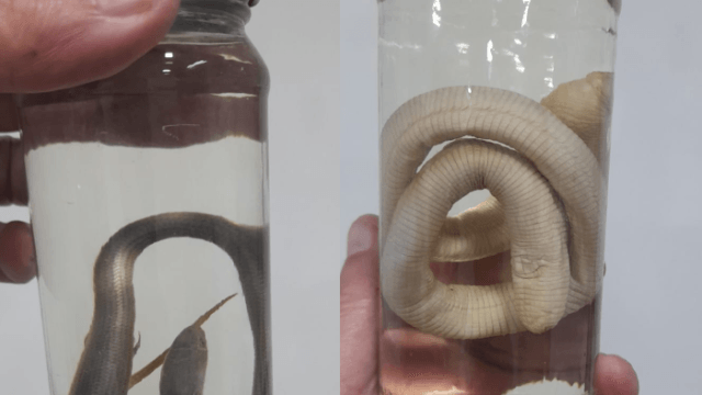 Animais silvestres apreendidos em apresentação