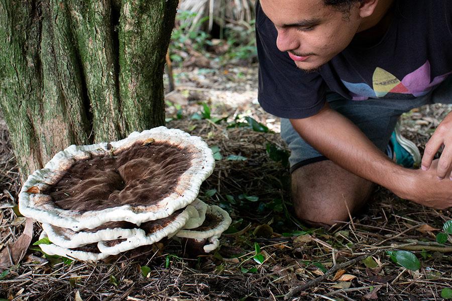 Cogumelo Kusaghiporia talpae em Floripa