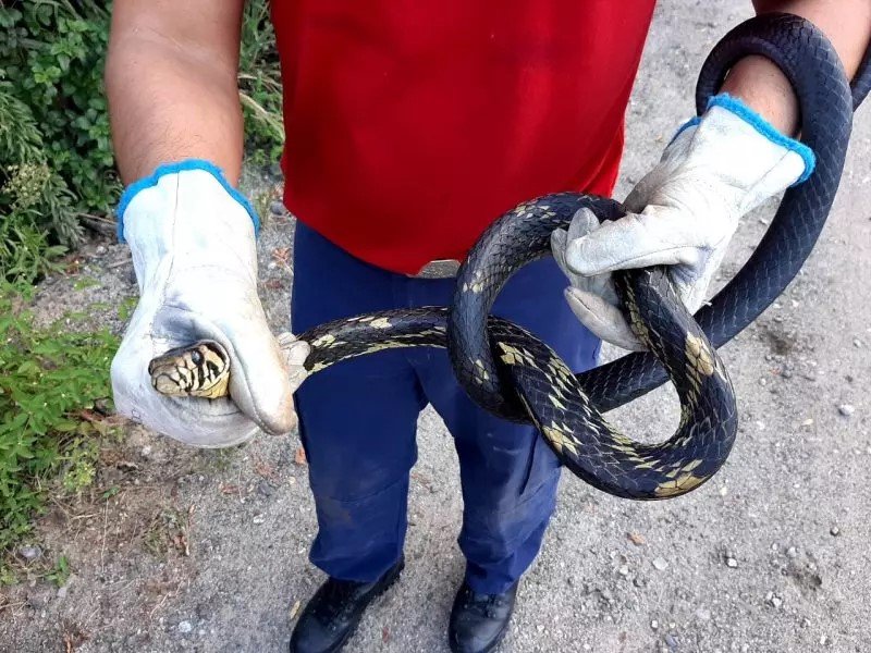 Animais peçonhentos - CBMSC