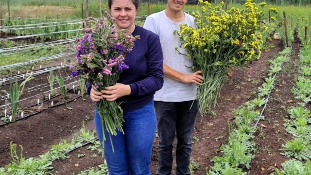 Flores - Estudo de potencial de produção e comércio