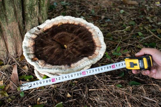 Cogumelo gigante encontrado na UFSC em Florianópolis
