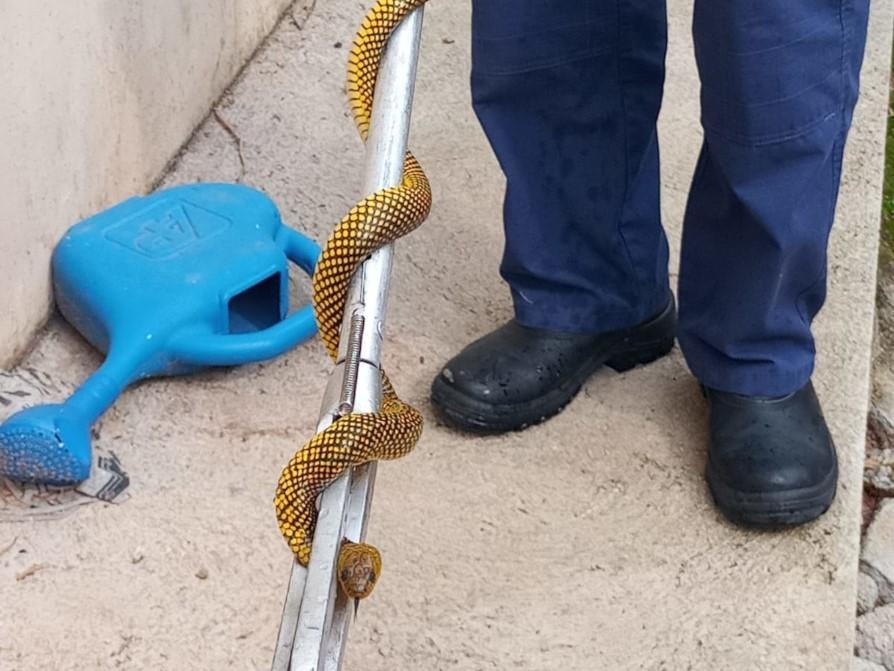 Jararaca - Animal Peçonhento