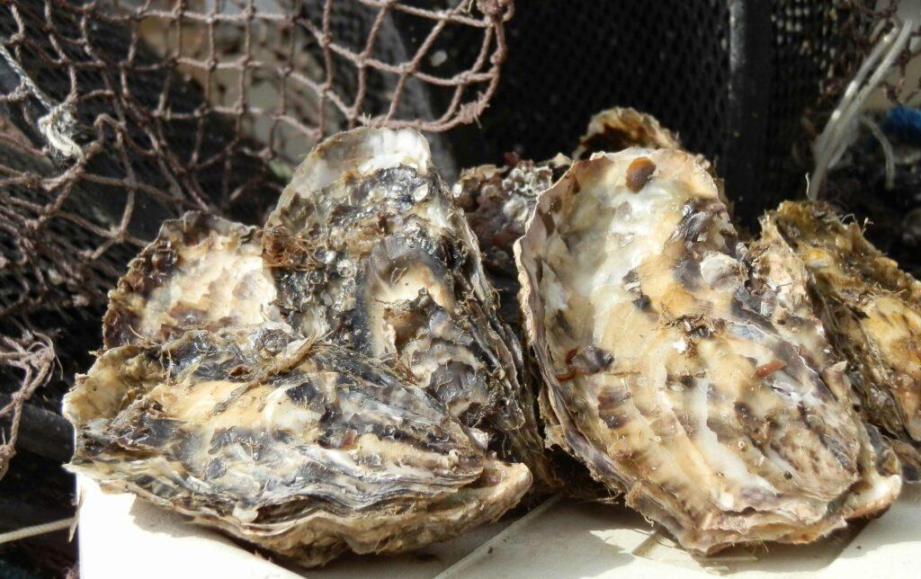 Imagem representativa de moluscos bivalves contaminados por toxina ácido okadaico