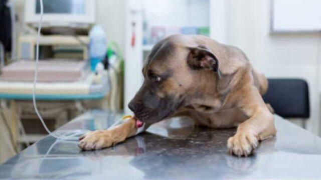 Indenização por morte de animal sem tratamento em Florianópolis