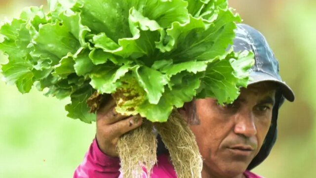 Sebrae e governo federal fortalecem a agricultura familiar com o Programa Bem Cultivar