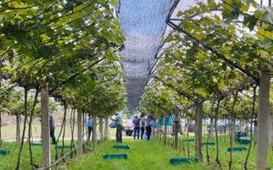 Produção de vinhos em Nova Trento