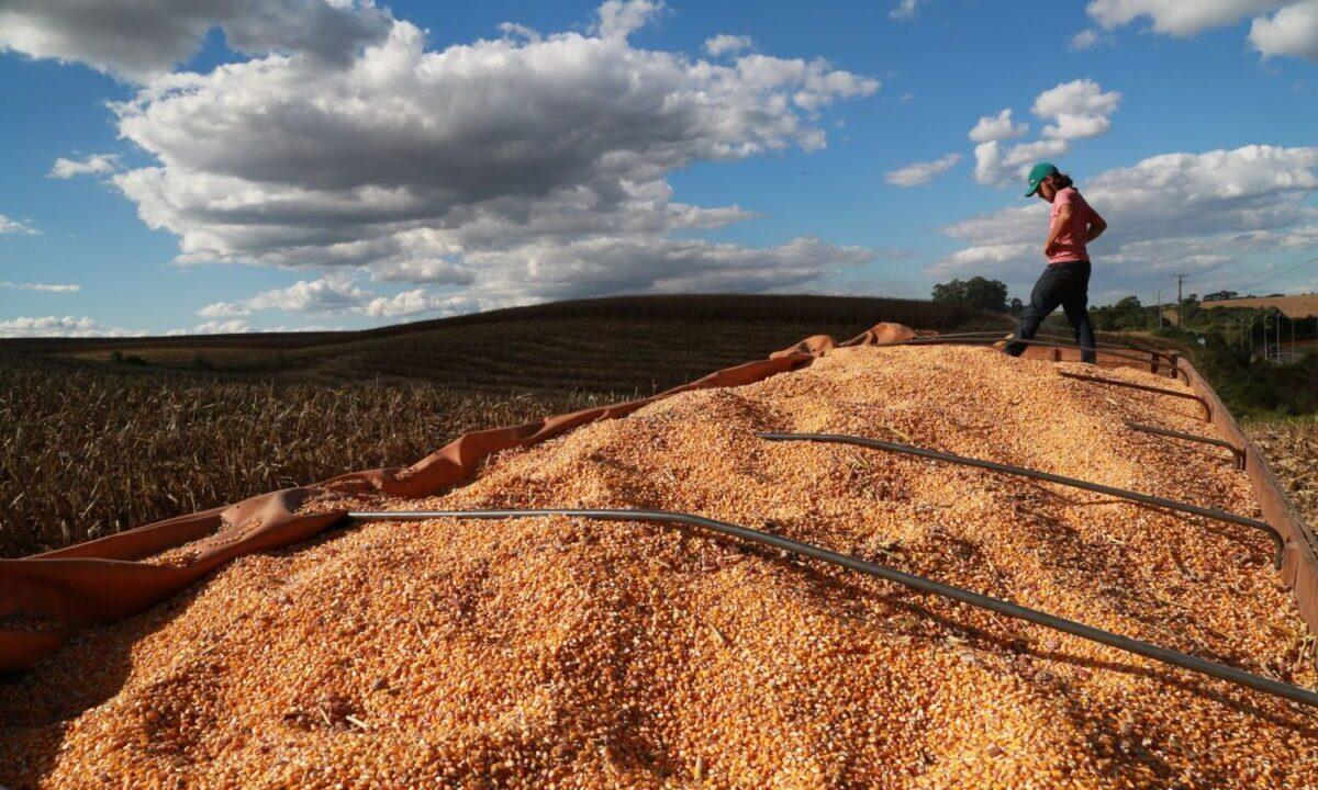 Desempenho do agronegócio catarinense em análise