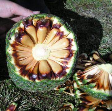 Foto de pinha da araucária com pinhões