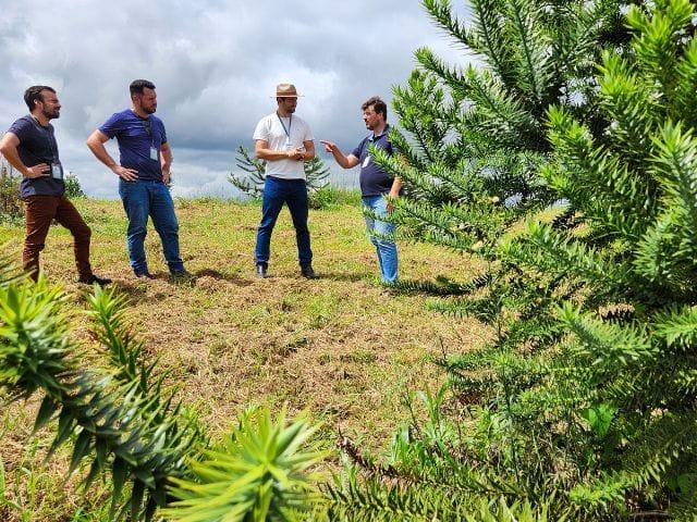 Araucárias enxertadas para produção de pinhão precoce