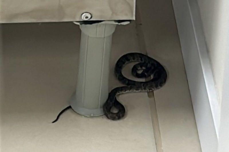 Imagem de uma cobra jararaca encontrada em escola de Florianópolis