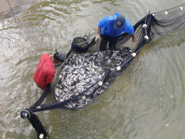 Inscrições para curso básico de piscicultura