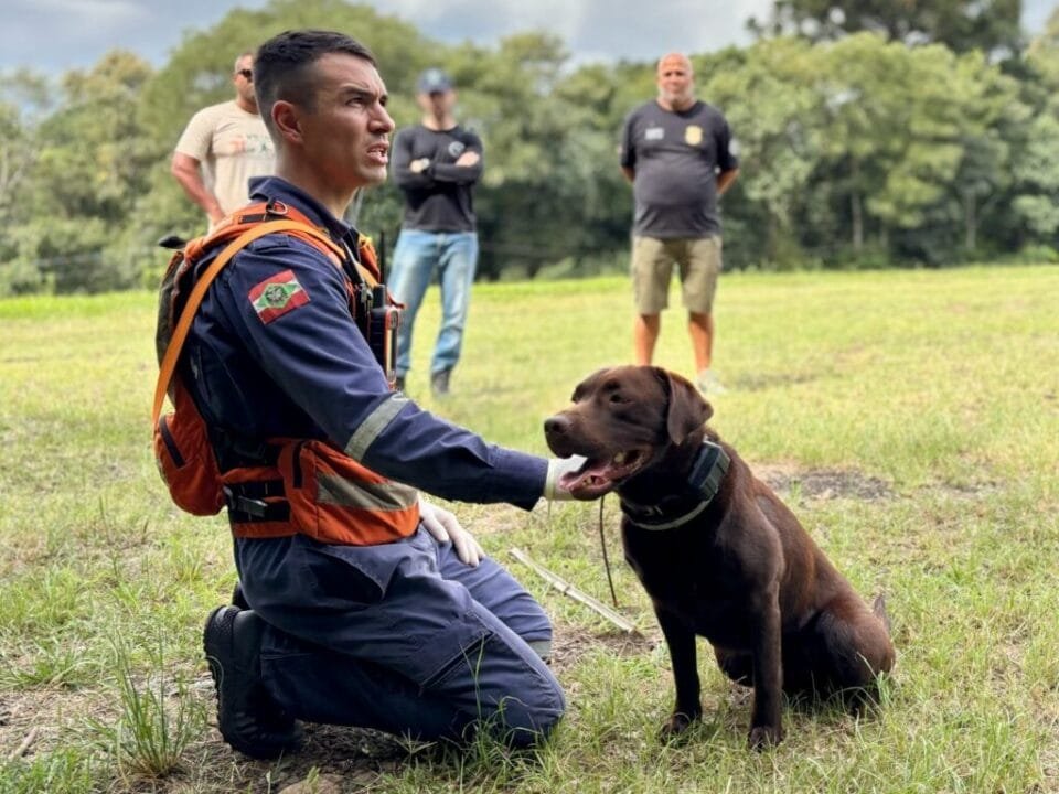 Cães policiais em treinamento