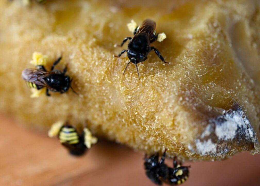 Mel catarinense de qualidade