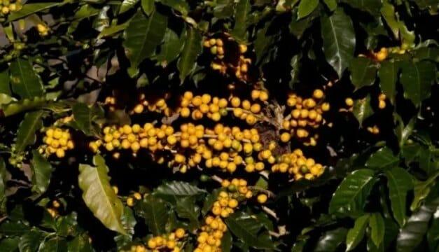 Café da Mantiqueira de Minas - Imagem ilustrativa