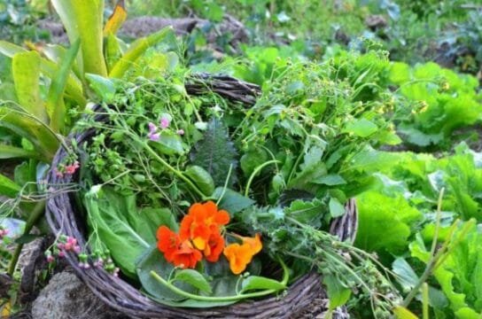 Horta Didática da Epagri em Florianópolis