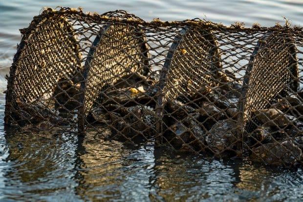 Frutos do mar contaminados pela toxina ocadaico