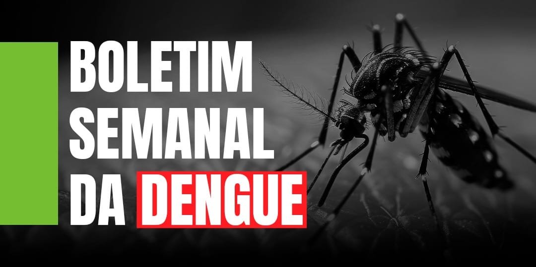 Mosquito Aedes aegypti