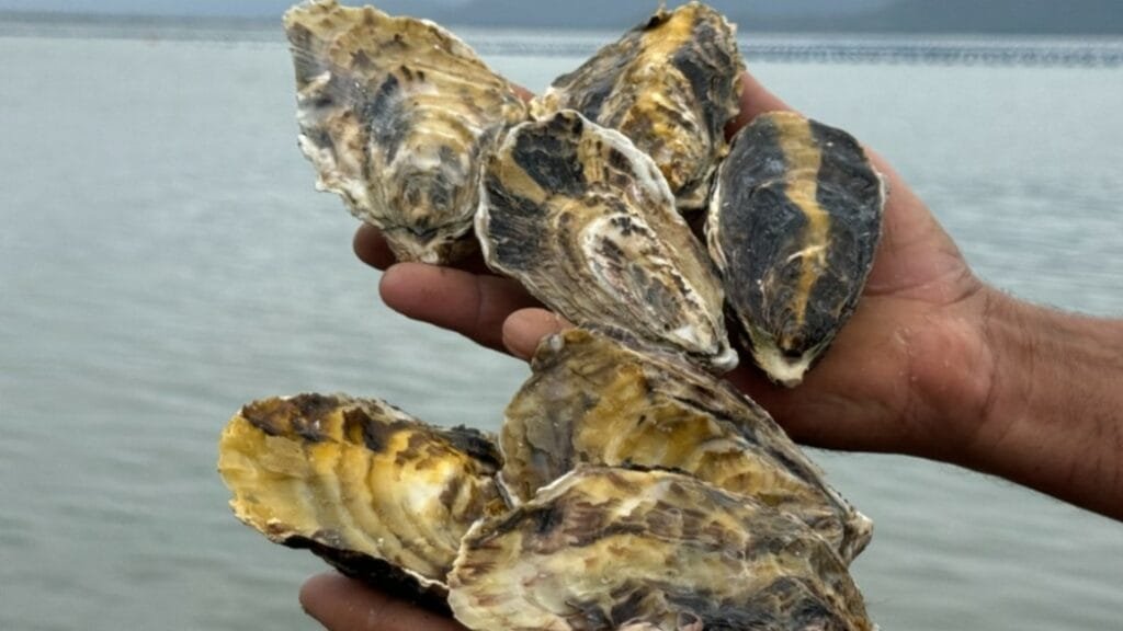 Moluscos bivalves sendo inspecionados pela Cidasc em Santa Catarina