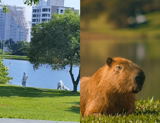 Capivaras no parque da Pedra Branca em Palhoça