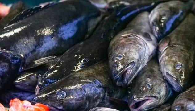 Peixes frescos no Mercado Público de Florianópolis
