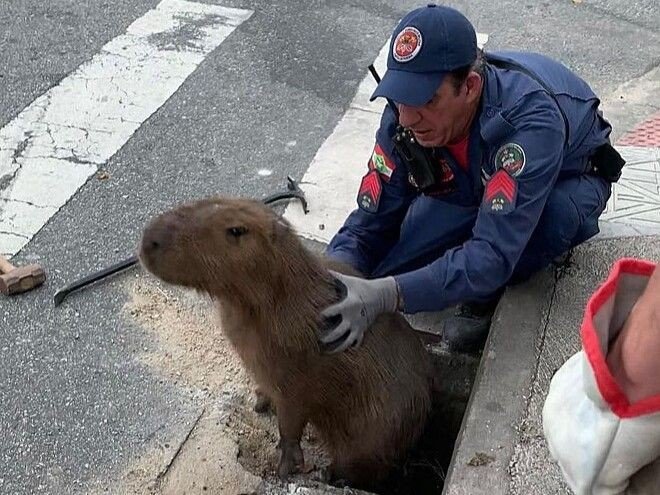 Resgate de animais pelo Corpo de Bombeiros Militar de Santa Catarina