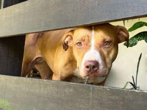 Pássaros em condições deploráveis em resgate da Delegacia de Proteção Animal
