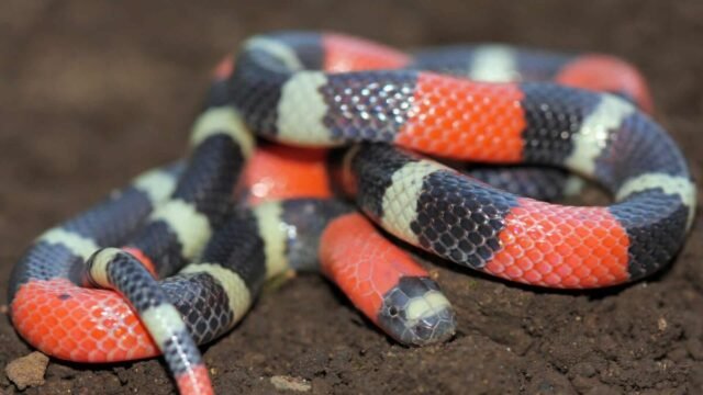 Serpentes Venenosas no Brasil