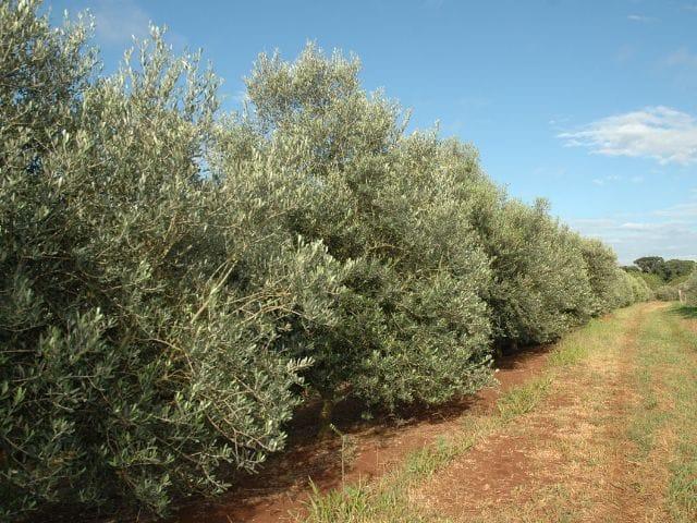 Infestação de Xylella fastidiosa subsp. pauca em oliveira