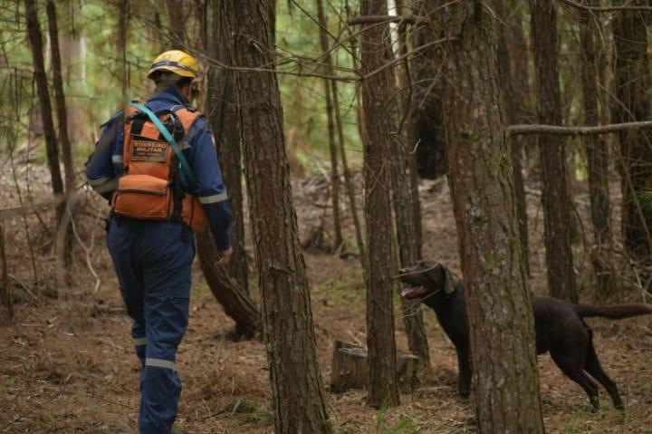 Binômios do Corpo de Bombeiros Militar de Santa Catarina em treinamento de busca e resgate