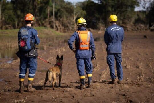 Cães atuando em operação de busca e resgate
