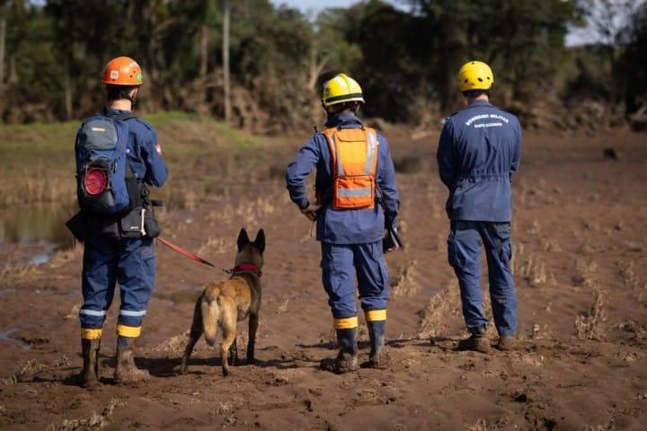 Cães atuando em operação de busca e resgate