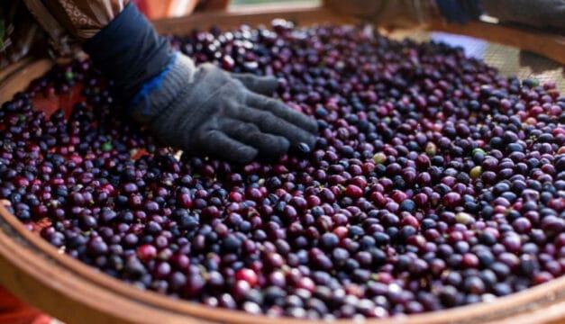 Grãos de café especial brasileiro