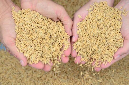 Colheita da Safra de Arroz em Santa Catarina