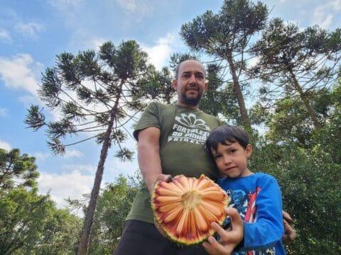 Colheita de pinhão em Santa Catarina