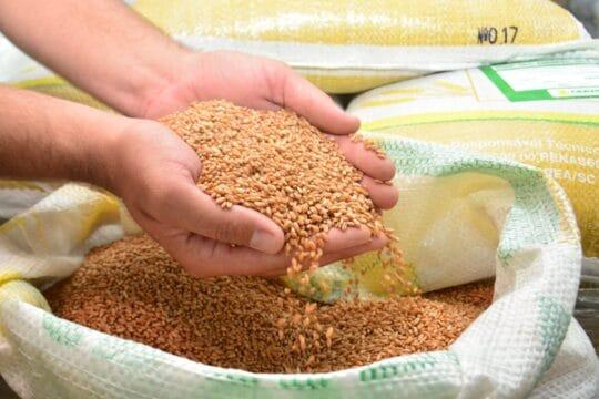 Cultivo de Cereais de Inverno - Projeto de Incentivo