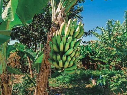 Alimentos orgânicos produzidos na horta solidária