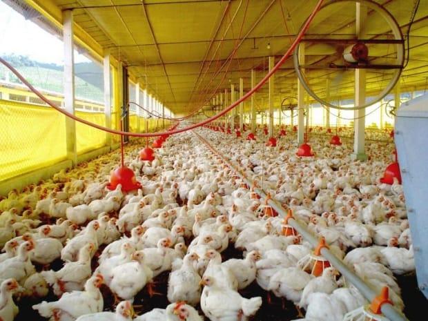Medidas de prevenção para influenza aviária
