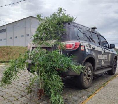 Planta de maconha com mais de 2 metros de altura