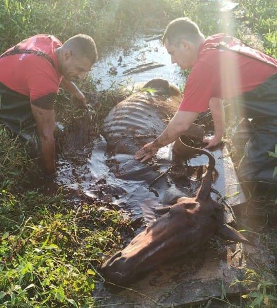 Bombeiros resgatam égua em terreno alagado