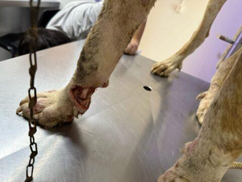 Cachorro resgatado pela Polícia Civil de Santa Catarina