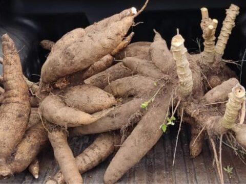 Aipim da Terra Preta de Itajaí - solo rico em matéria orgânica