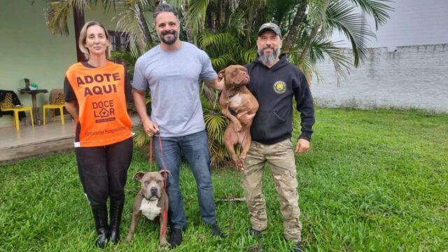 Cães resgatados em São José - Adestramento de Cães