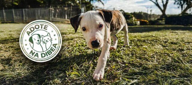 Cães e Gatos em Adoção Responsável - São José