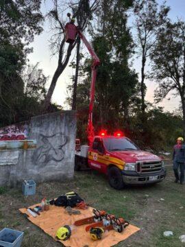 Árvores sendo cortadas em Florianópolis