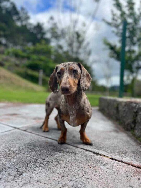 Dachshund no evento