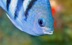 Peixes recifais em meio aos corais
