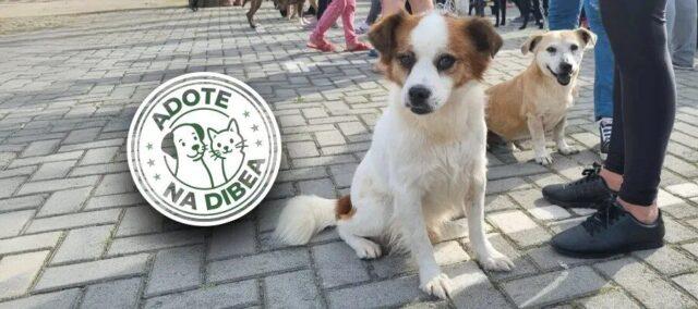 Cães e gatos resgatados para adoção responsável