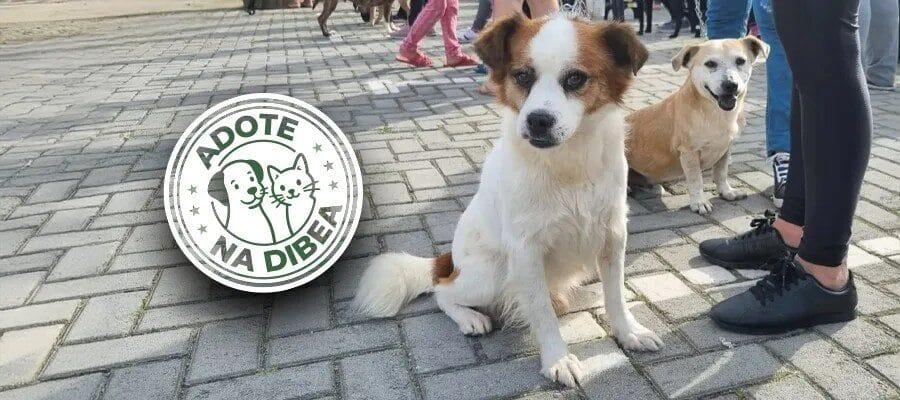 Cães e gatos resgatados para adoção responsável