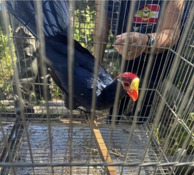 Animais silvestres resgatados em ação de fiscalização ambiental em Santa Catarina