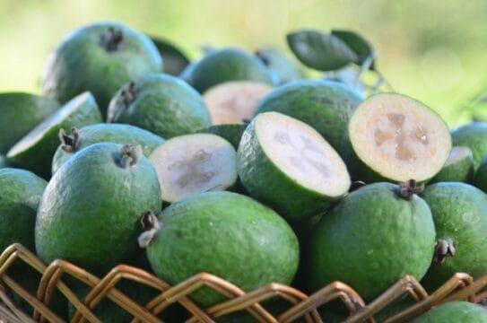 Goiaba-serrana - Fruta nativa do Sul do Brasil